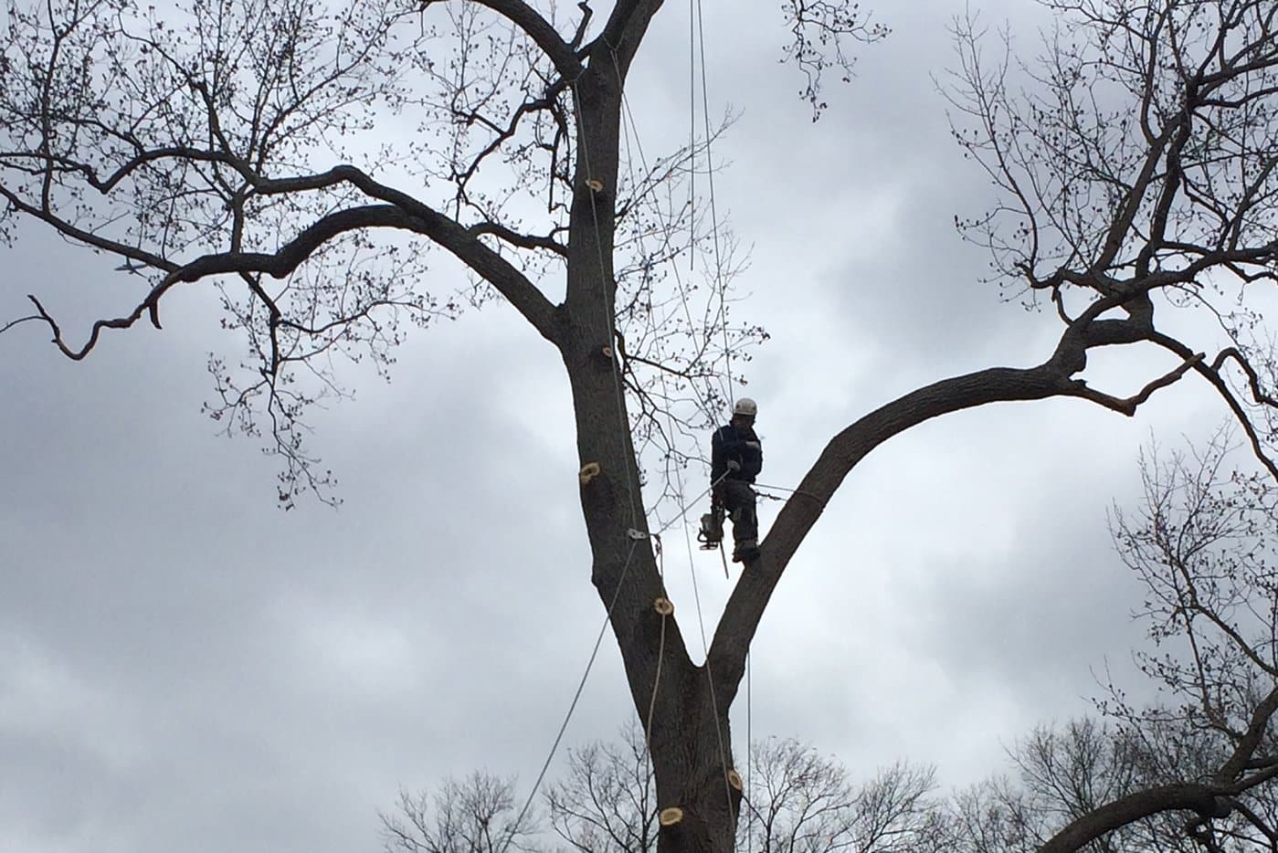 Tree Trimming Service in Northern Virginia ProArbor | ProArbor Tree Removal & Tree Maintenance