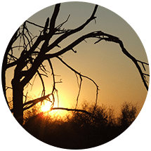 dead tree removal proarbor tree care services | ProArbor Tree Removal & Tree Maintenance